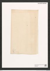Navicula sp. (de-Toni-Nr.: Genus 1) Zeichnungen Sammlung Grunow (NHMW-BOT-W0368226)